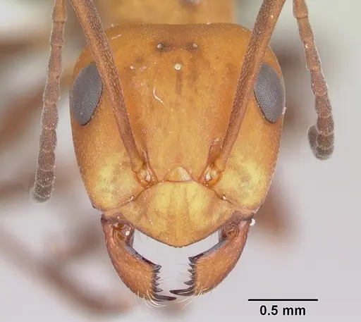 Formica criniventris specimen CASENT0104874 image casent0104874_2