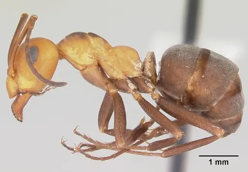 Formica criniventris specimen CASENT0104874 image casent0104874_3
