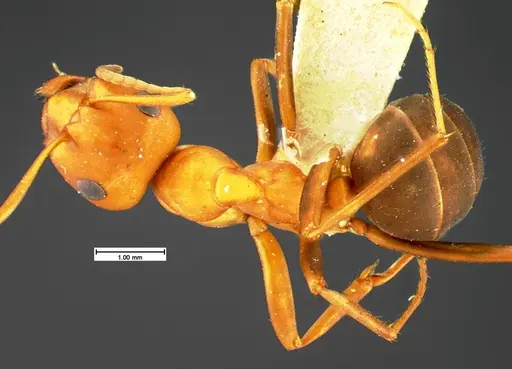 Formica criniventris specimen CASENT0105594 image casent0105594_1