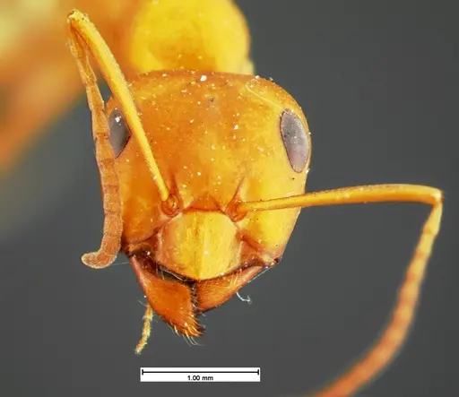 Formica criniventris specimen CASENT0105594 image casent0105594_2