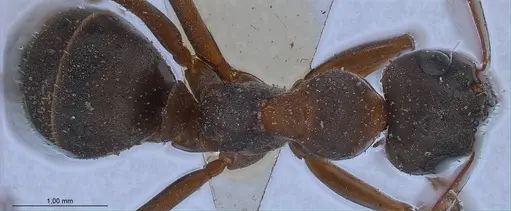 Formica cunicularia specimen ANTWEB1008397 image antweb1008397_1