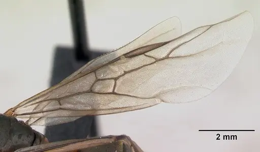 Formica cunicularia specimen CASENT0173176 image casent0173176_4