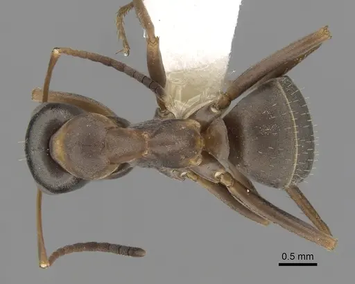 Formica cunicularia specimen CASENT0280384 image casent0280384_1