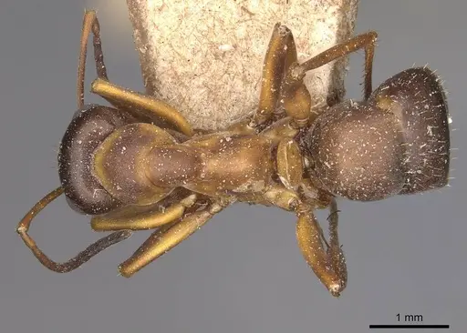 Formica cunicularia specimen CASENT0911072 image casent0911072_1