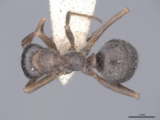 Formica cunicularia specimen FMNHINS0000046250 image fmnhins0000046250_1