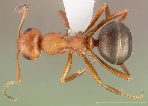 Formica dakotensis specimen CASENT0005385 image casent0005385_1