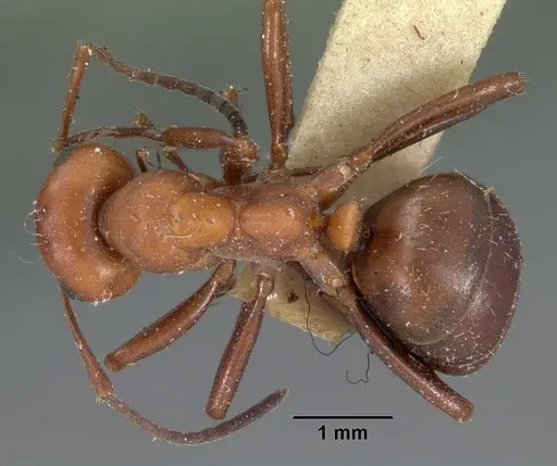 Formica dakotensis specimen CASENT0102158 image casent0102158_1