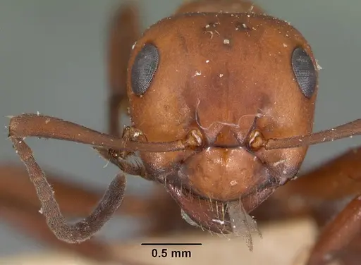 Formica dakotensis specimen CASENT0102158 image casent0102158_2