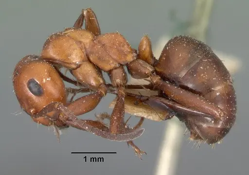 Formica dakotensis specimen CASENT0102158 image casent0102158_3