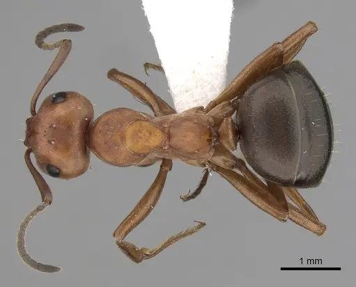 Formica dakotensis specimen CASENT0280395 image casent0280395_1