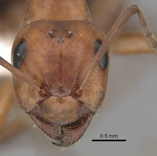 Formica dakotensis specimen CASENT0280395 image casent0280395_2