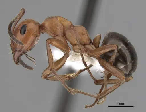 Formica dakotensis specimen CASENT0280395 image casent0280395_3