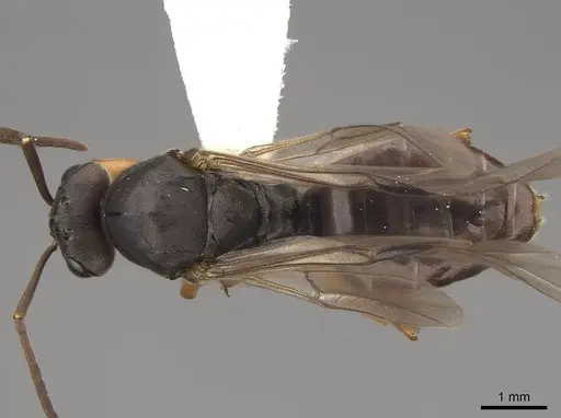 Formica dakotensis specimen CASENT0843726 image casent0843726_1