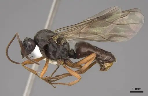 Formica dakotensis specimen CASENT0843726 image casent0843726_3