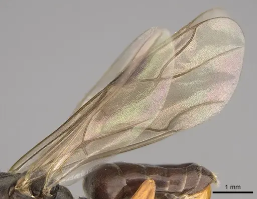 Formica dakotensis specimen CASENT0843726 image casent0843726_4