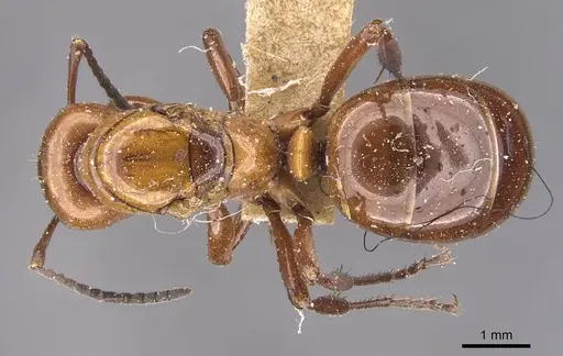 Formica dakotensis specimen CASENT0905701 image casent0905701_1