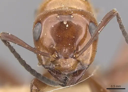 Formica dakotensis specimen CASENT0905701 image casent0905701_2
