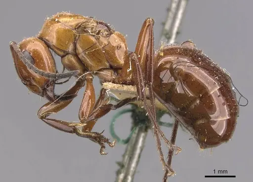 Formica dakotensis specimen CASENT0905701 image casent0905701_3