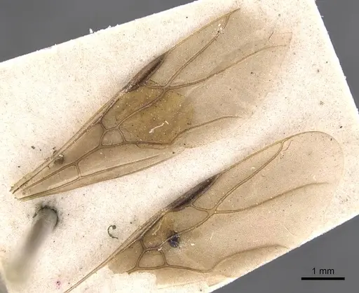 Formica dakotensis specimen CASENT0905701 image casent0905701_4
