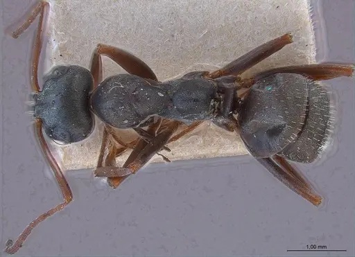 Formica decipiens specimen ANTWEB1008394 image antweb1008394_1