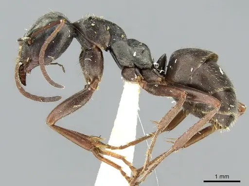 Formica decipiens specimen CASENT0906312 image casent0906312_3