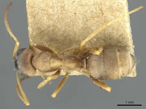 Formica decipiens specimen CASENT0913663 image casent0913663_1