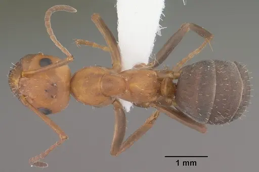 Formica densiventris specimen CASENT0102794 image casent0102794_1