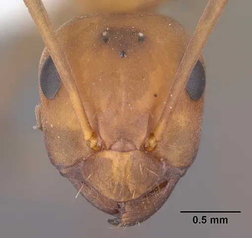 Formica densiventris specimen CASENT0102794 image casent0102794_2