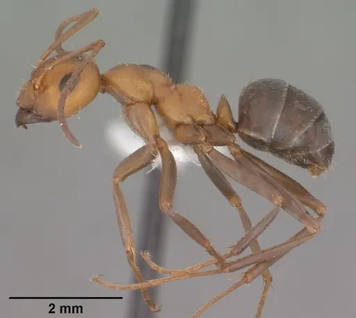 Formica densiventris specimen CASENT0102794 image casent0102794_3