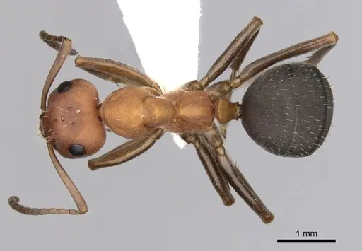 Formica densiventris specimen CASENT0280413 image casent0280413_1