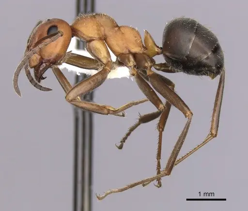 Formica densiventris specimen CASENT0280413 image casent0280413_3