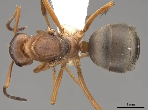 Formica densiventris specimen CASENT0843727 image casent0843727_1