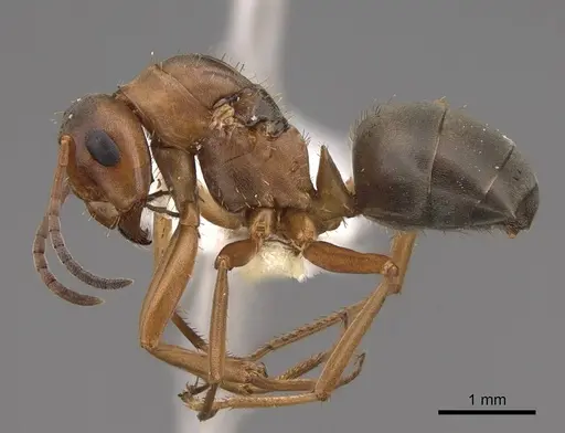 Formica densiventris specimen CASENT0843727 image casent0843727_3