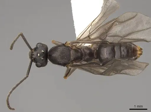 Formica densiventris specimen CASENT0843728 image casent0843728_1