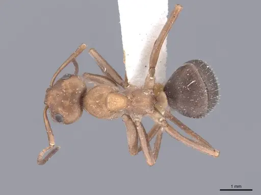 Formica densiventris specimen FMNHINS0000046400 image fmnhins0000046400_1