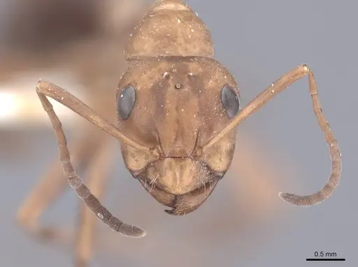 Formica densiventris specimen FMNHINS0000046400 image fmnhins0000046400_2