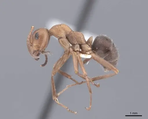 Formica densiventris specimen FMNHINS0000046400 image fmnhins0000046400_3