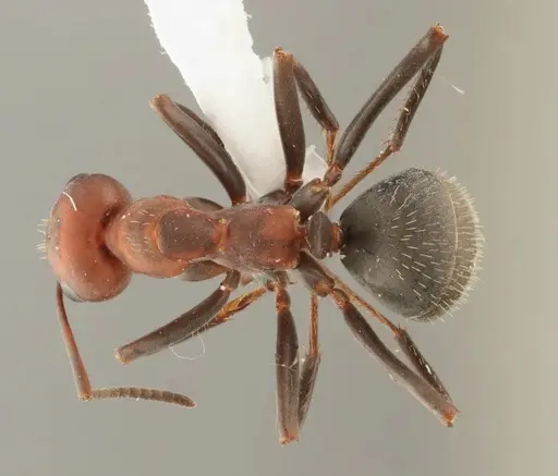 Formica densiventris specimen WRME536010 image wrme536010_1