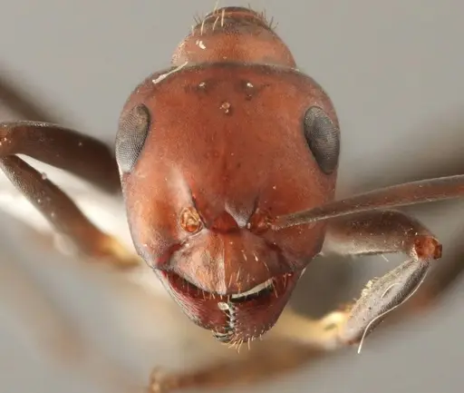 Formica densiventris specimen WRME536010 image wrme536010_2