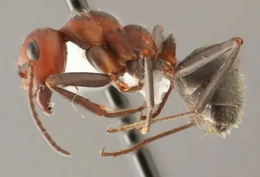 Formica densiventris specimen WRME536010 image wrme536010_3