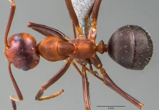 Formica difficilis specimen ANTWEB1060061 image antweb1060061_1