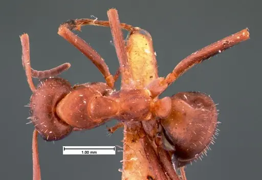 Formica difficilis specimen CASENT0105549 image casent0105549_1