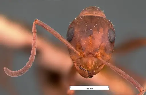 Formica difficilis specimen CASENT0105549 image casent0105549_2