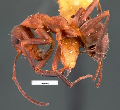 Formica difficilis specimen CASENT0105549 image casent0105549_3