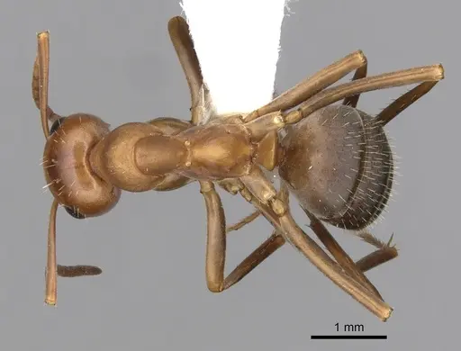 Formica difficilis specimen CASENT0280414 image casent0280414_1