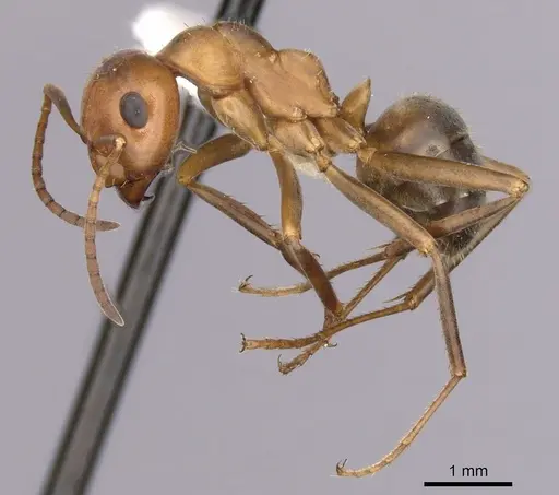 Formica difficilis specimen CASENT0280414 image casent0280414_3
