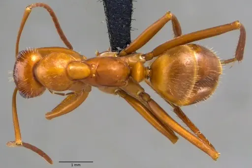 Formica dolosa specimen ANTWEB1060069 image antweb1060069_1