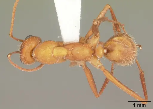Formica dolosa specimen CASENT0103933 image casent0103933_1