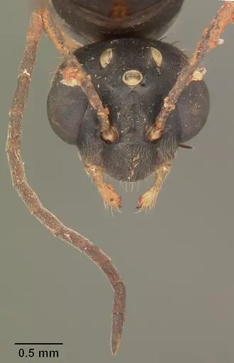 Formica dolosa specimen CASENT0103936 image casent0103936_2