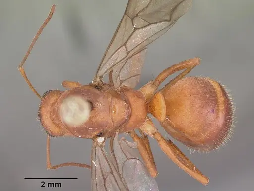 Formica dolosa specimen CASENT0103938 image casent0103938_1